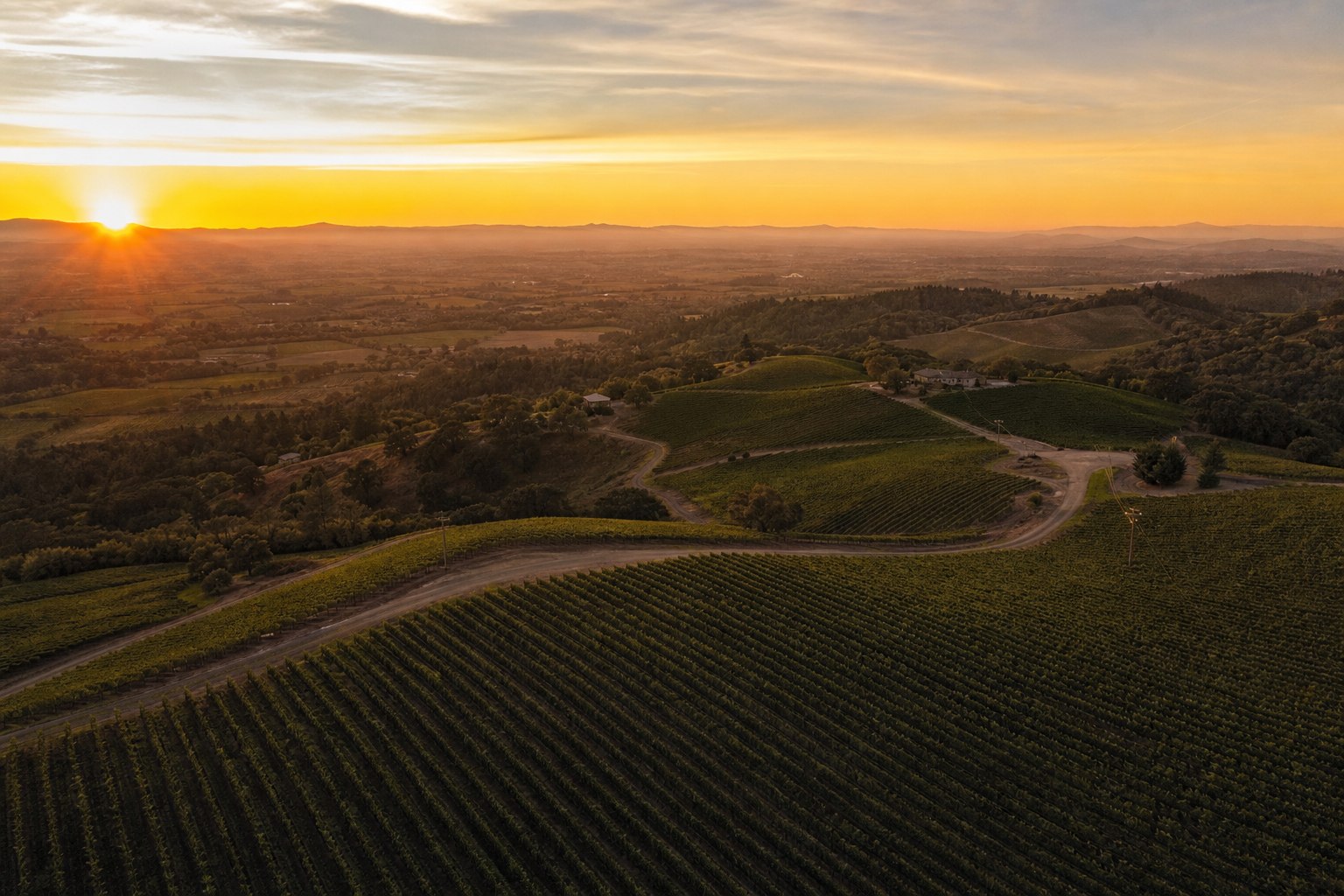 Aerial view of Sonoma County vineyards at sunset